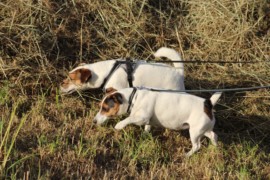IMG 6686